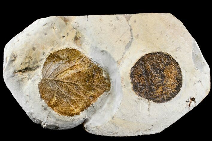 Two Fossil Leaves (Zizyphoides & Davidia) - Montana #165037